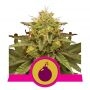 Royal Domina Feminized Marijuana Strain by Royal Queen Seeds For Sale Online at Cannabis Seeds Outlet