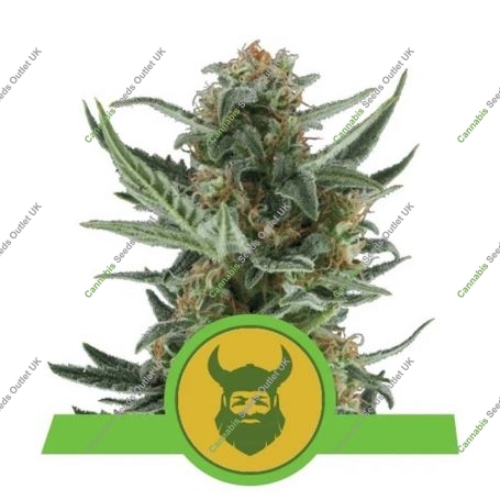 Royal Dwarf Auto Feminized Marijuana Strain by Royal Queen Seeds For Sale Online at Cannabis Seeds Outlet
