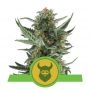 Royal Dwarf Auto Feminized Marijuana Strain by Royal Queen Seeds For Sale Online at Cannabis Seeds Outlet