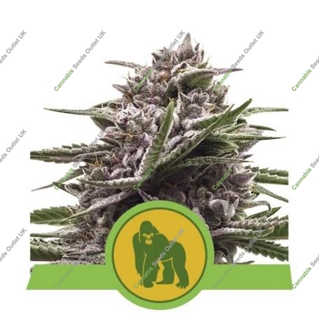 Royal Gorilla Auto Feminized Marijuana Strain by Royal Queen Seeds For Sale Online at Cannabis Seeds Outlet