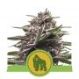 Royal Gorilla Auto Feminized Marijuana Strain by Royal Queen Seeds For Sale Online at Cannabis Seeds Outlet