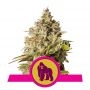 Royal Gorilla Feminized Marijuana Strain by Royal Queen Seeds For Sale Online at Cannabis Seeds Outlet