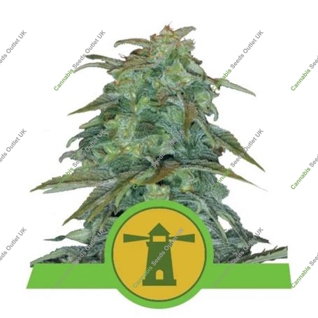 Royal Haze Auto Feminized Marijuana Strain by Royal Queen Seeds For Sale Online at Cannabis Seeds Outlet