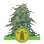 Royal Haze Auto Feminized Marijuana Strain by Royal Queen Seeds For Sale Online at Cannabis Seeds Outlet
