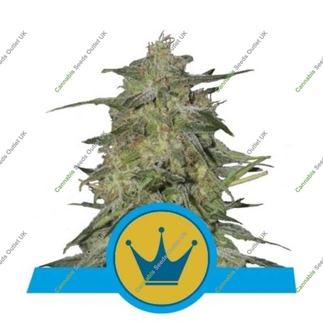 Royal Highness CBD Feminized Marijuana Strain by Royal Queen Seeds For Sale Online at Cannabis Seeds Outlet
