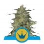 Royal Highness CBD Feminized Marijuana Strain by Royal Queen Seeds For Sale Online at Cannabis Seeds Outlet