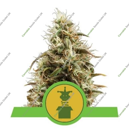 Royal Jack Automatic Feminized Marijuana Strain by Royal Queen Seeds For Sale Online at Cannabis Seeds Outlet