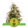 Royal Jack Automatic Feminized Marijuana Strain by Royal Queen Seeds For Sale Online at Cannabis Seeds Outlet