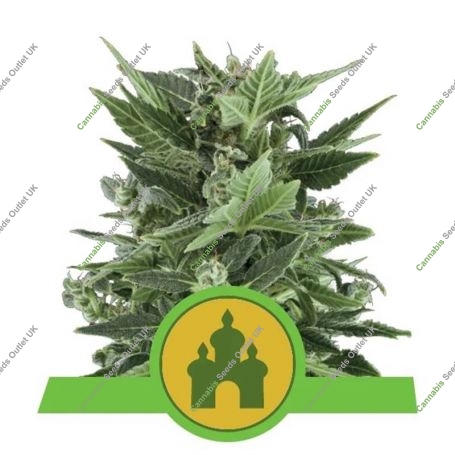 Royal Kush Automatic Feminized Marijuana Strain by Royal Queen Seeds For Sale Online at Cannabis Seeds Outlet