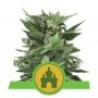 Royal Kush Automatic Feminized Marijuana Strain by Royal Queen Seeds For Sale Online at Cannabis Seeds Outlet