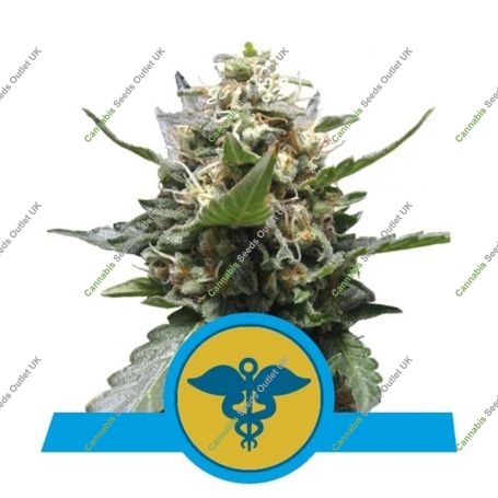 Royal Medic CBD Feminized Marijuana Strain by Royal Queen Seeds For Sale Online at Cannabis Seeds Outlet