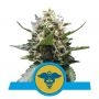 Royal Medic CBD Feminized Marijuana Strain by Royal Queen Seeds For Sale Online at Cannabis Seeds Outlet
