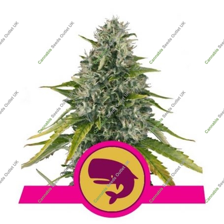 Royal Moby Feminized Marijuana Strain by Royal Queen Seeds For Sale Online at Cannabis Seeds Outlet