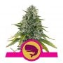 Royal Moby Feminized Marijuana Strain by Royal Queen Seeds For Sale Online at Cannabis Seeds Outlet