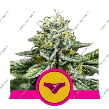 Sherbet Queen Feminized Marijuana Strain by Royal Queen Seeds For Sale Online at Cannabis Seeds Outlet