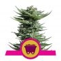 Shining Silver Haze Feminized Marijuana Strain by Royal Queen Seeds For Sale Online at Cannabis Seeds Outlet