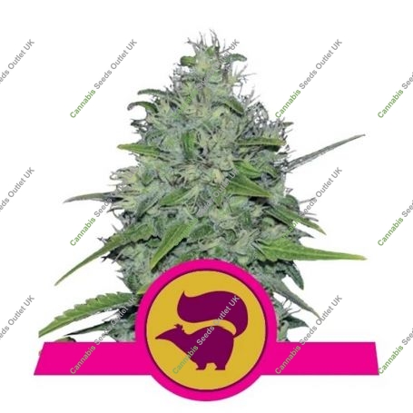 Skunk XL Feminized Marijuana Strain by Royal Queen Seeds For Sale Online at Cannabis Seeds Outlet