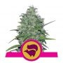 Skunk XL Feminized Marijuana Strain by Royal Queen Seeds For Sale Online at Cannabis Seeds Outlet