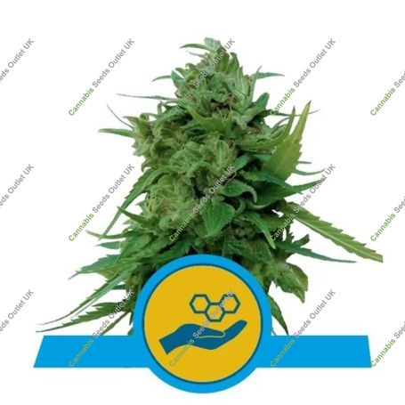 Solomatic CBD Auto Feminized Marijuana Strain by Royal Queen Seeds For Sale Online at Cannabis Seeds Outlet