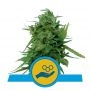 Solomatic CBD Auto Feminized Marijuana Strain by Royal Queen Seeds For Sale Online at Cannabis Seeds Outlet