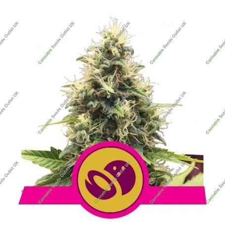 Somango XL Feminized Marijuana Strain by Royal Queen Seeds For Sale Online at Cannabis Seeds Outlet