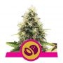 Somango XL Feminized Marijuana Strain by Royal Queen Seeds For Sale Online at Cannabis Seeds Outlet