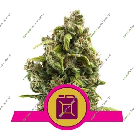 Sour Diesel Feminized Marijuana Strain by Royal Queen Seeds For Sale Online at Cannabis Seeds Outlet