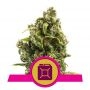 Sour Diesel Feminized Marijuana Strain by Royal Queen Seeds For Sale Online at Cannabis Seeds Outlet