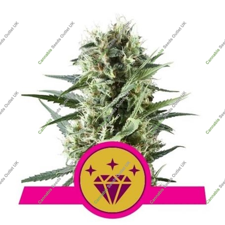 Special Kush No1 Feminized Marijuana Strain by Royal Queen Seeds For Sale Online at Cannabis Seeds Outlet