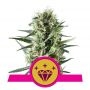 Special Kush No1 Feminized Marijuana Strain by Royal Queen Seeds For Sale Online at Cannabis Seeds Outlet