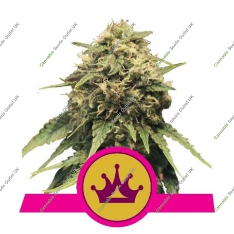 Special Queen No1 Feminized Marijuana Strain by Royal Queen Seeds For Sale Online at Cannabis Seeds Outlet