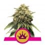 Special Queen No1 Feminized Marijuana Strain by Royal Queen Seeds For Sale Online at Cannabis Seeds Outlet