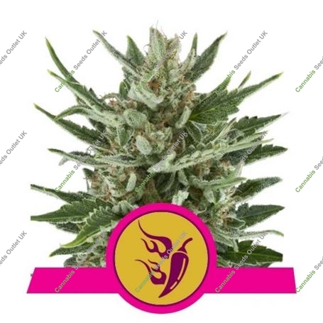 Speedy Chile Fast V Feminized Marijuana Strain by Royal Queen Seeds For Sale Online at Cannabis Seeds Outlet