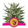 Speedy Chile Fast V Feminized Marijuana Strain by Royal Queen Seeds For Sale Online at Cannabis Seeds Outlet