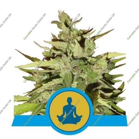 Stress Killer Auto CBD Feminized Marijuana Strain by Royal Queen Seeds For Sale Online at Cannabis Seeds Outlet
