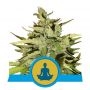 Stress Killer Auto CBD Feminized Marijuana Strain by Royal Queen Seeds For Sale Online at Cannabis Seeds Outlet
