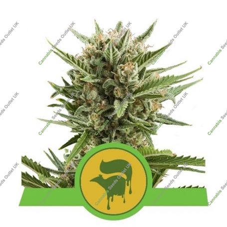 Sweet Skunk Auto Feminized Marijuana Strain by Royal Queen Seeds For Sale Online at Cannabis Seeds Outlet
