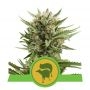 Sweet Skunk Auto Feminized Marijuana Strain by Royal Queen Seeds For Sale Online at Cannabis Seeds Outlet