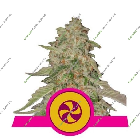 Sweet Zkittlez Feminized Marijuana Strain by Royal Queen Seeds For Sale Online at Cannabis Seeds Outlet