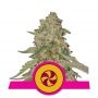 Sweet Zkittlez Feminized Marijuana Strain by Royal Queen Seeds For Sale Online at Cannabis Seeds Outlet