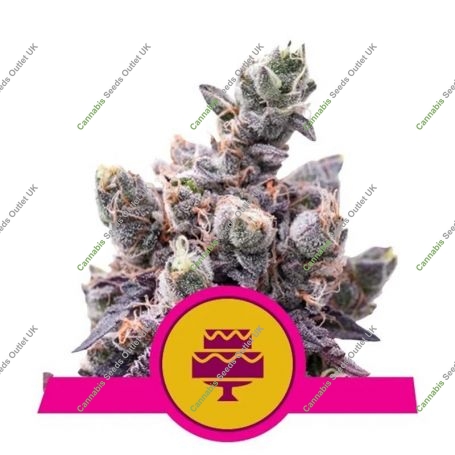 Wedding Gelato Feminized Marijuana Strain by Royal Queen Seeds For Sale Online at Cannabis Seeds Outlet