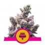 Wedding Gelato Feminized Marijuana Strain by Royal Queen Seeds For Sale Online at Cannabis Seeds Outlet