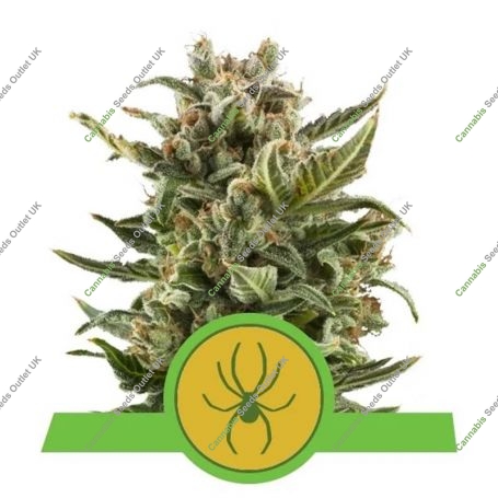 White Widow Auto Feminized Marijuana Strain by Royal Queen Seeds For Sale Online at Cannabis Seeds Outlet