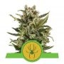 White Widow Auto Feminized Marijuana Strain by Royal Queen Seeds For Sale Online at Cannabis Seeds Outlet
