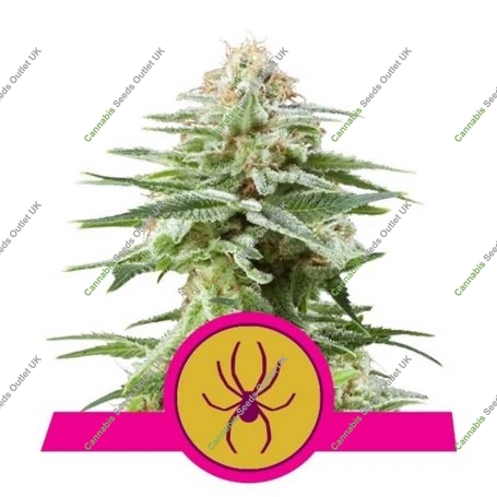 White Widow Feminized Marijuana Strain by Royal Queen Seeds For Sale Online at Cannabis Seeds Outlet
