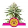 White Widow Feminized Marijuana Strain by Royal Queen Seeds For Sale Online at Cannabis Seeds Outlet