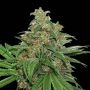 AK420 Feminized Marijuana Strain by Seed Stockers For Sale Online at Cannabis Seeds Outlet