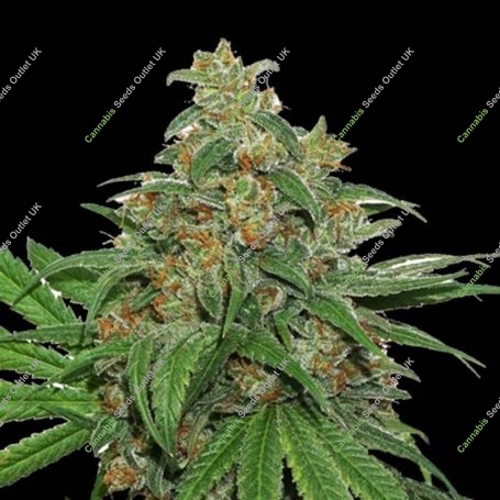 AK420 Auto Feminized Marijuana Strain by Seed Stockers For Sale Online at Cannabis Seeds Outlet