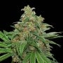 AK420 Auto Feminized Marijuana Strain by Seed Stockers For Sale Online at Cannabis Seeds Outlet