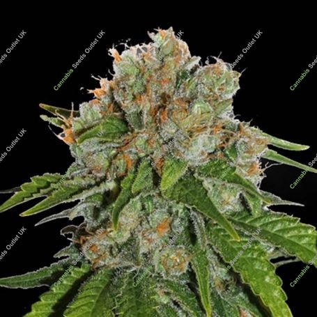 Amnesia Auto Feminized Marijuana Strain by Seed Stockers For Sale Online at Cannabis Seeds Outlet